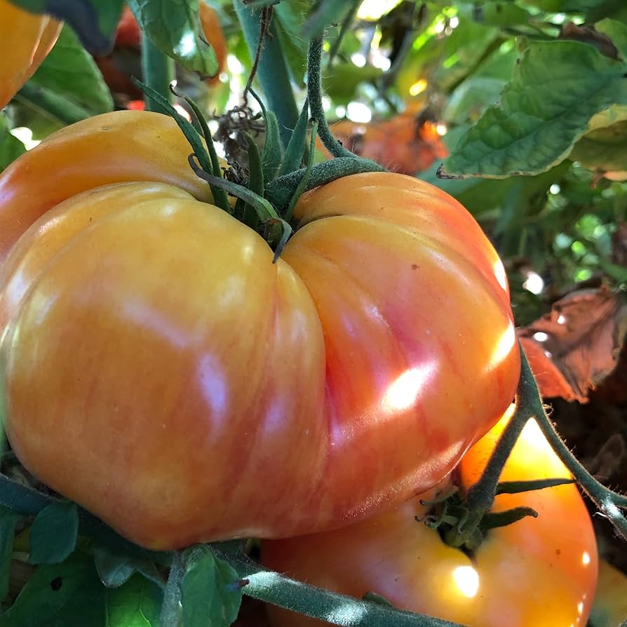 Big Orange Tomato Seeds – Large, Juicy Orange Tomatoes for Your Garden or Orchard