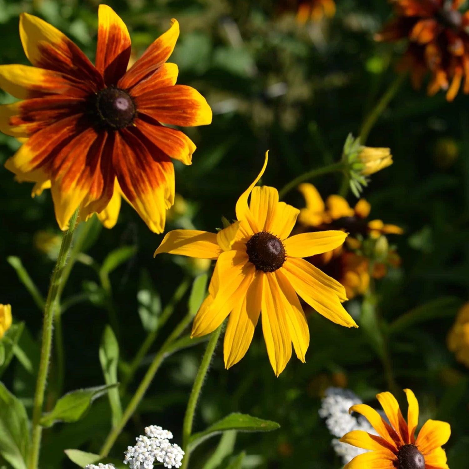 Rudbeckia "Gloriosa Daisy" Seeds, + Perennial/Biennial Seeds