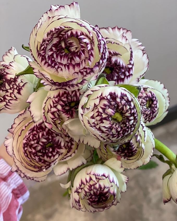 Brown Shade Japanese Ranunculus Flower Seeds – Heirloom, Non-GMO Flower Seeds for Planting
