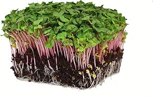 Radish Raphanus Sativus Ravanello Red Vegetable Seeds for Planting – Fast-Growing Crisp Variety for Backyard Gardens