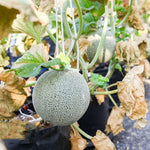 Honeydew Melon (Cucumis melo) seeds for planting in home garden