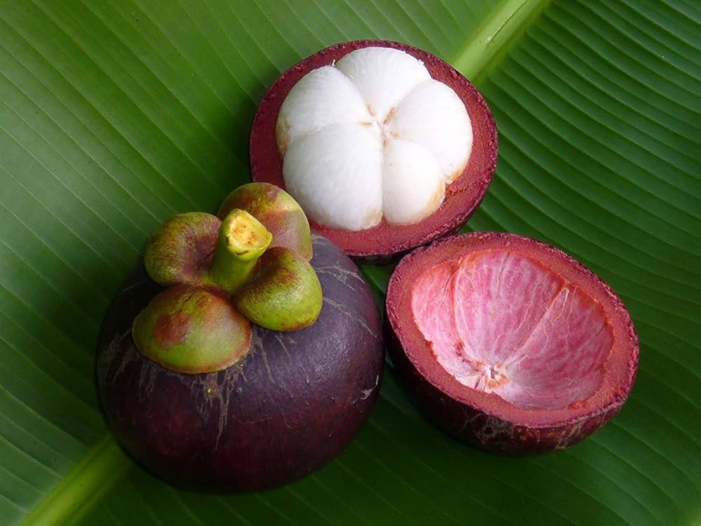 Purple Mangosteen (Garcinia mangostana) – Exotic, Sweet, and Juicy Tropical Fruit