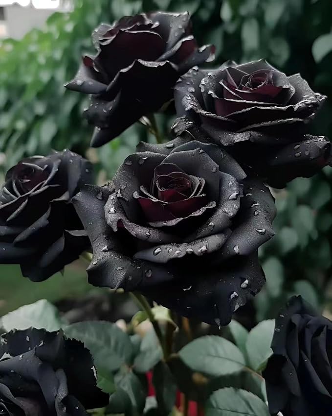 Rose Rosa Hybrida Black Flower Seeds for Planting – Striking Dark Blooms for Garden Beds and Ornamental Use