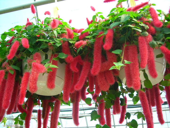 Pink Acalypha Chenille Plant Seeds for Planting - NON GMO Seeds