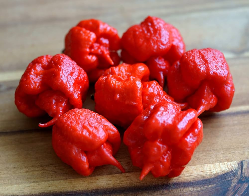 Carolina Reaper Red Hot Pepper – Capsicum chinense – hot pepper garden