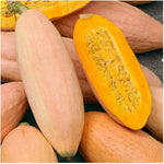 Pink Banana Winter Squash Seeds unique heirloom vegetable