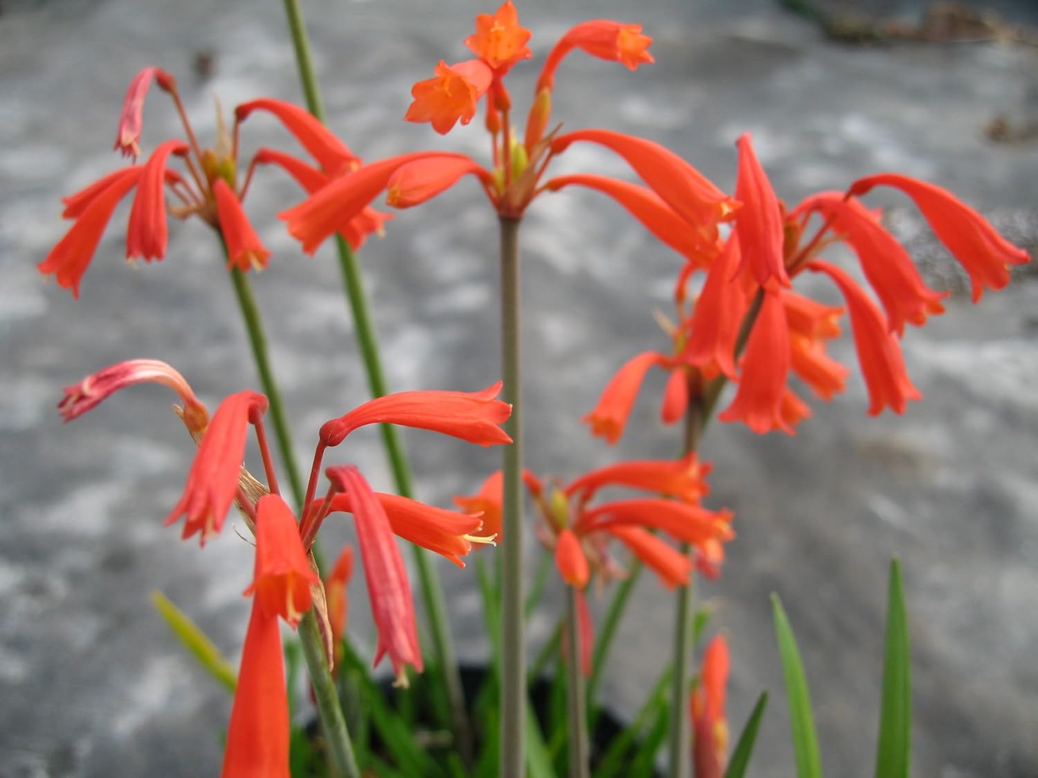 Organic Heirloom Non-GMO Cyrtanthus Brachyscyphus Seeds for Planting ...