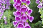 Organic Digitalis Flower Seeds for Planting – Heirloom, Non-GMO for planting in your garden.