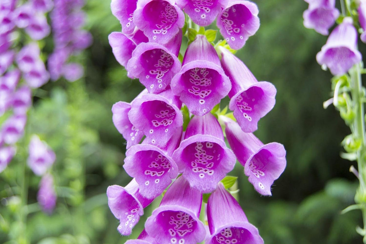Organic Digitalis Flower Seeds for Planting – Heirloom, Non-GMO for planting in your garden.