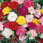 Carnation Dianthus caryophyllus for planting in flower bed