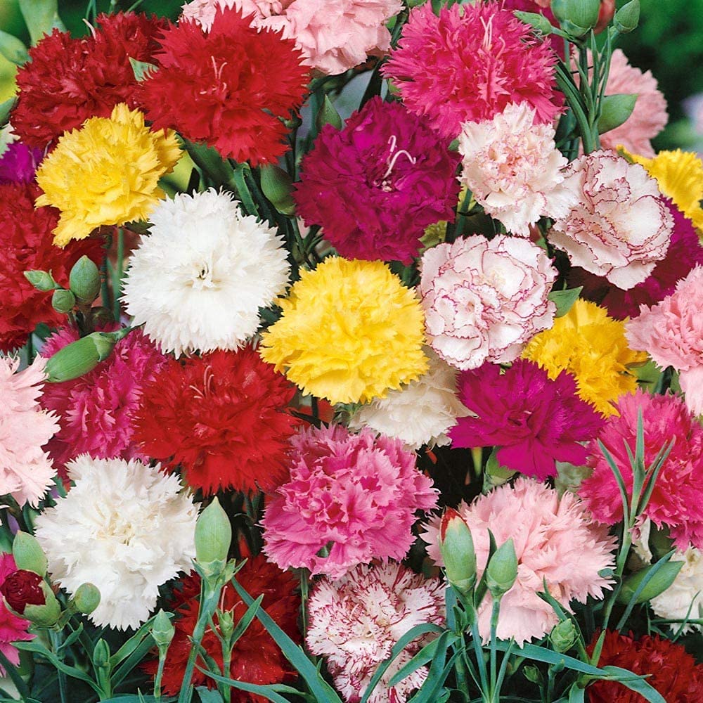 Orange Chabaud Carnation Dianthus caryophyllus for planting in flower bed