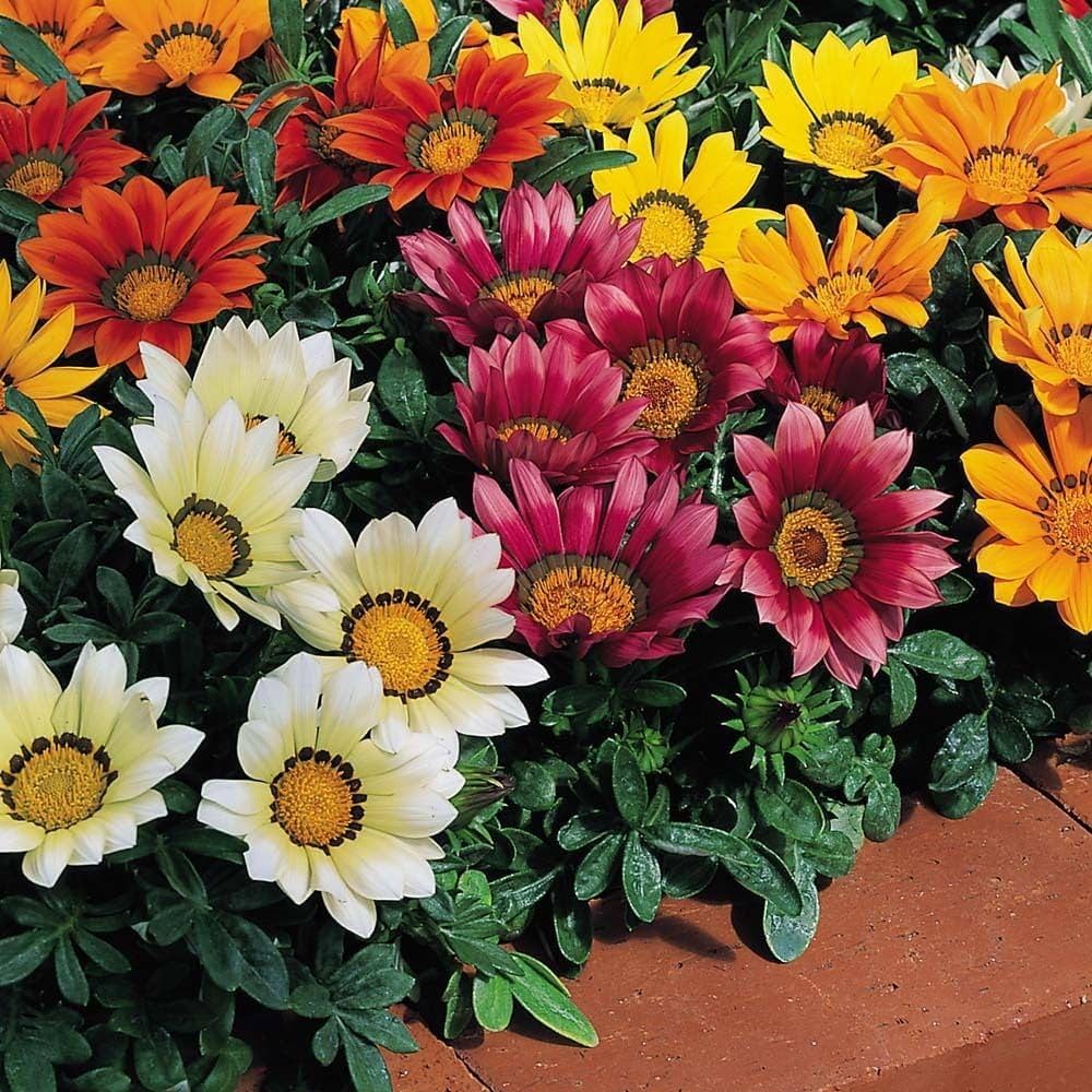 Gazania Kiss Rose Seeds – Seeds for Vibrant Red Flowers in Your Garden