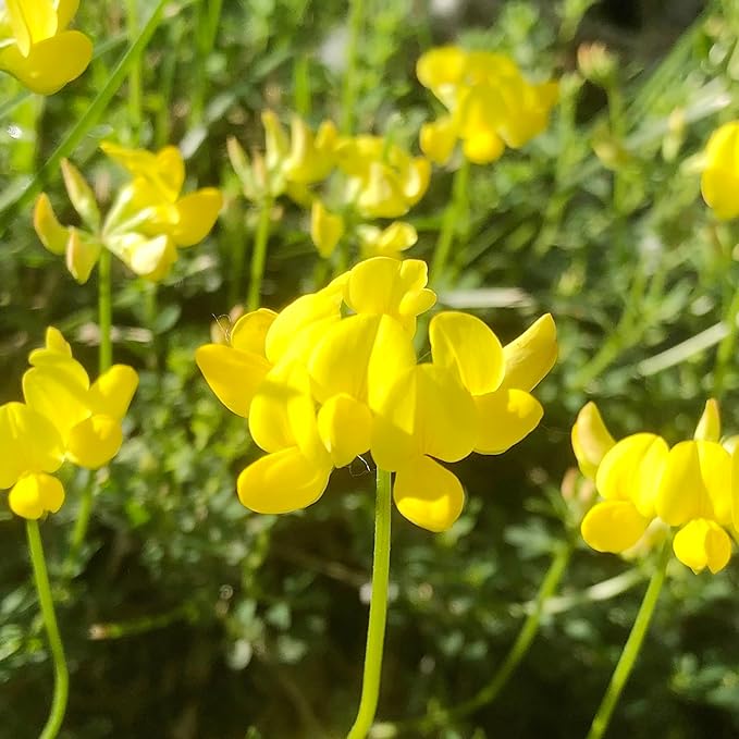 Trefoil Lotus Corniculatus Bird's Foot Flower Seeds for Planting