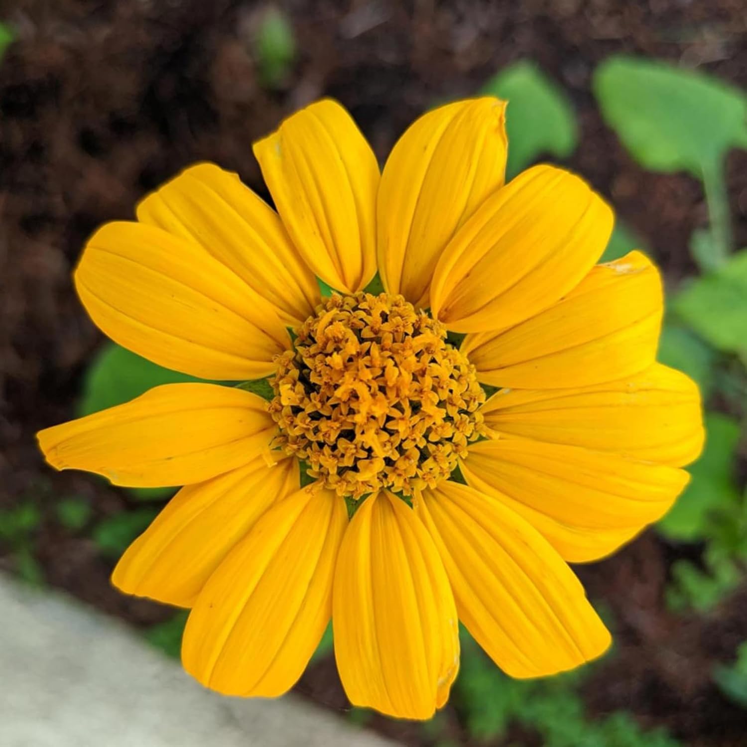 Yellow Mexican Sunflower Seeds