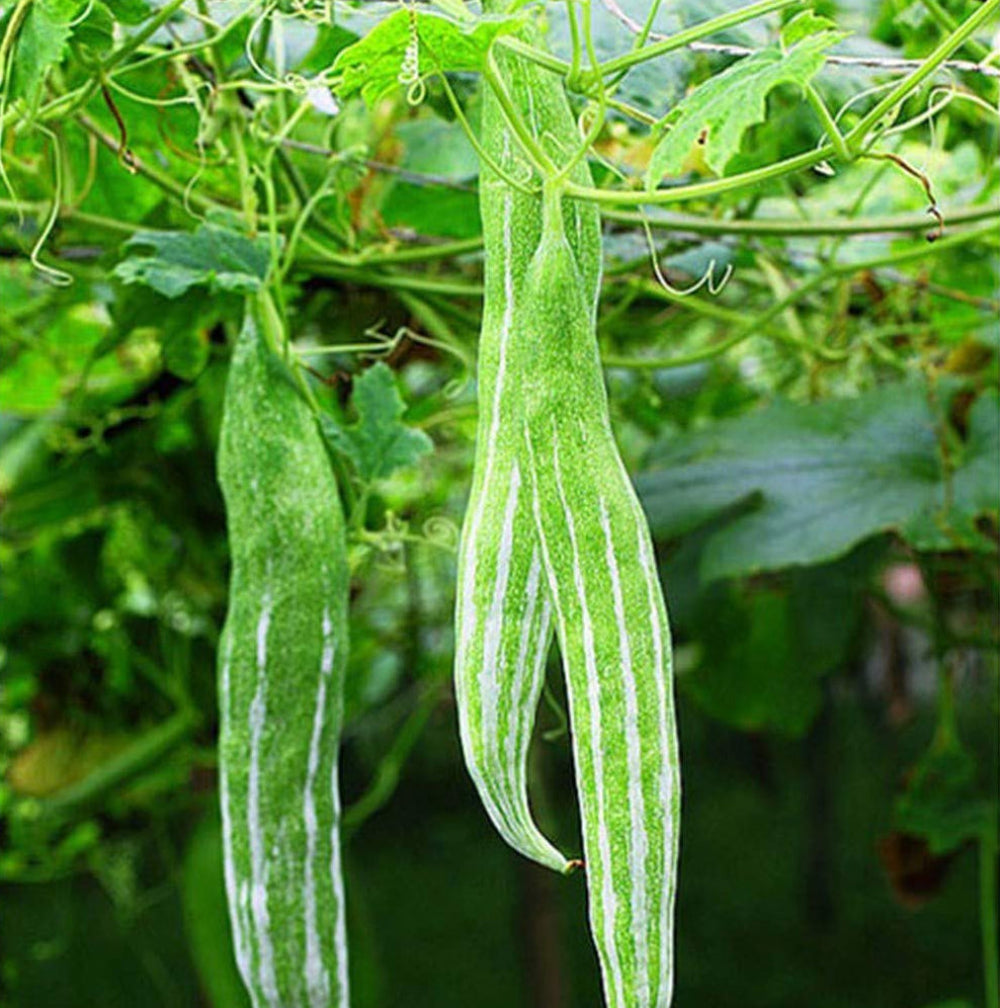 Cucumerina Seeds for Planting