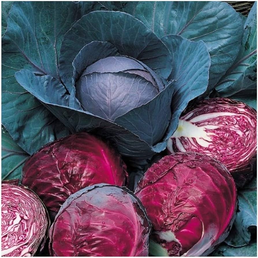 Red Drumhead Cabbage Seeds for Planting Brassica oleracea for Vegetable Patch and Kitchen Garden
