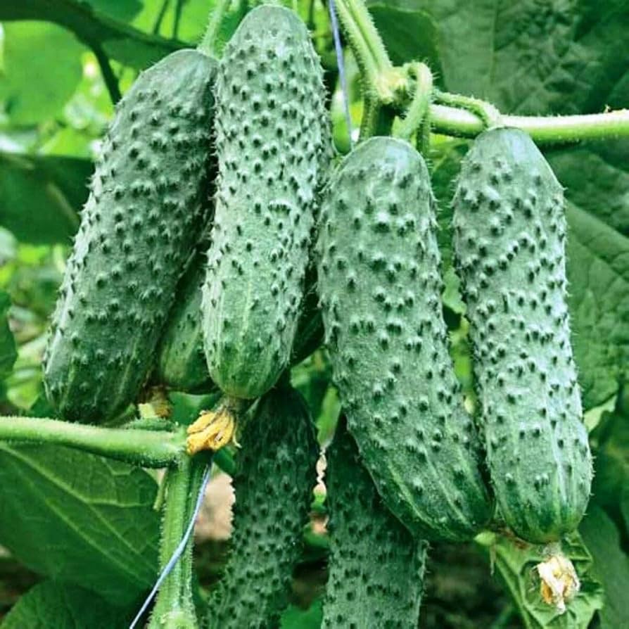 Japanese Long Cucumber Seeds Non-GMO Vegetable Seeds