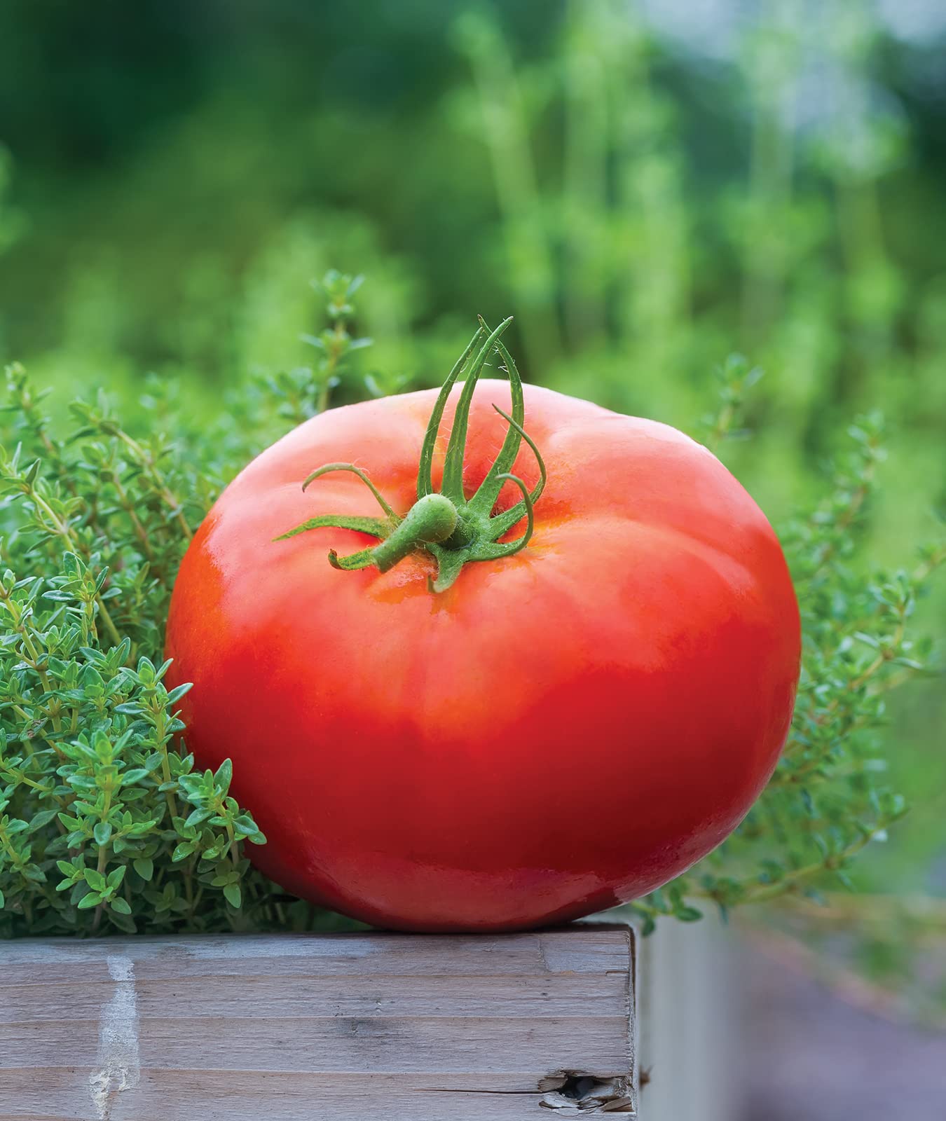 Big Boy Tomato Hybrid Vegetable Seeds for Planting