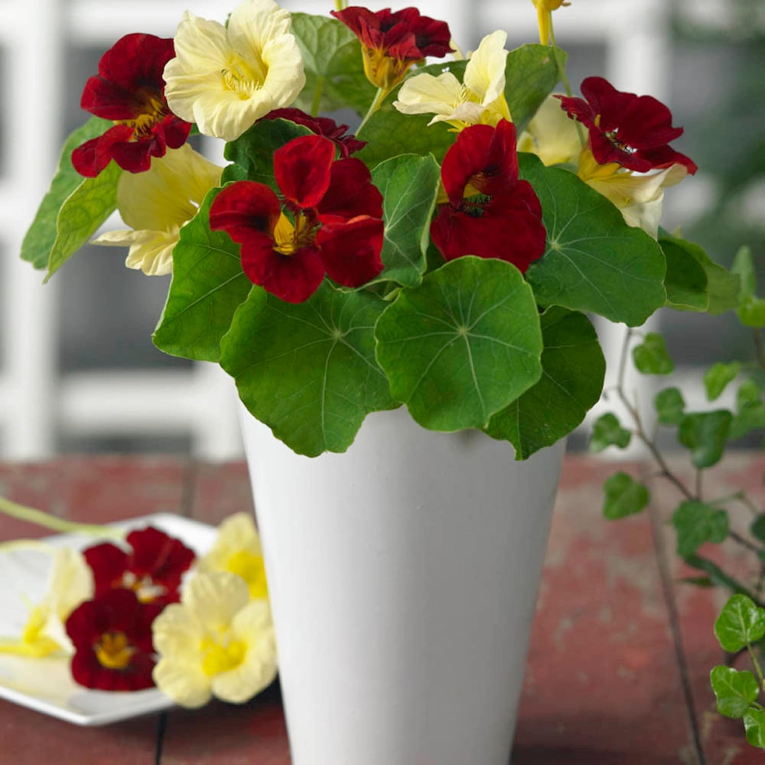 Night and Day Nasturtium Seeds Edible Flowers and Leaves