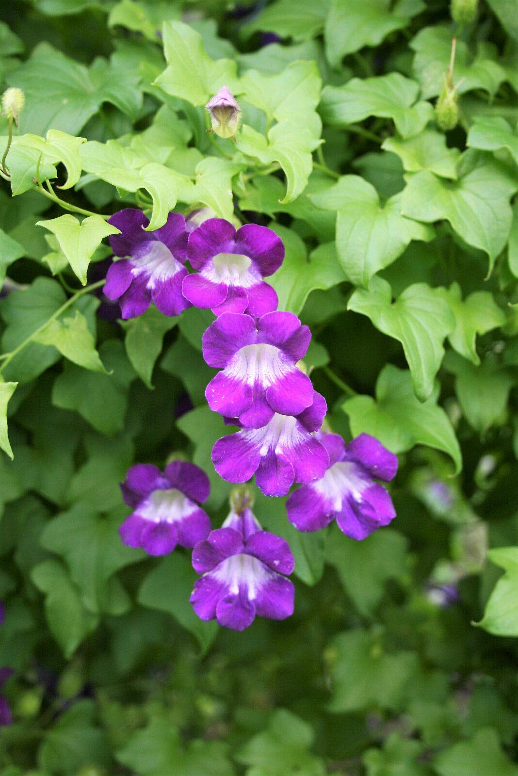 Rose Asarina Asarina purpurea Seeds for Planting for Garden Borders