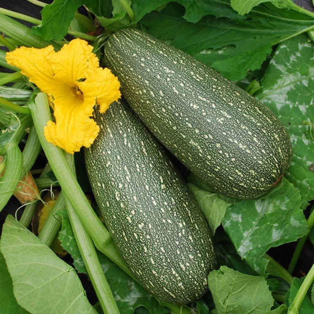 Grey Zucchini Squash Vegetable Seeds for Planting - heirloom & Non-GMO Garden Seeds