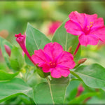 Four O'Clock Flower Seeds for colorful afternoon blooming