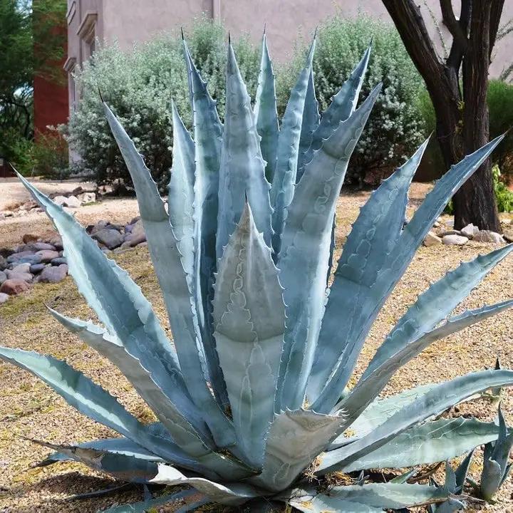 Green Agave Ferox Seeds – Heirloom, Non-GMO Succulent Plant Seeds for Easy Planting Dhara Seeds