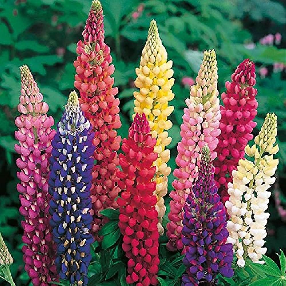 Rainbow Tutti Frutti Lupine seeds producing tall spikes of pea-like flowers in a dazzling mix of colors