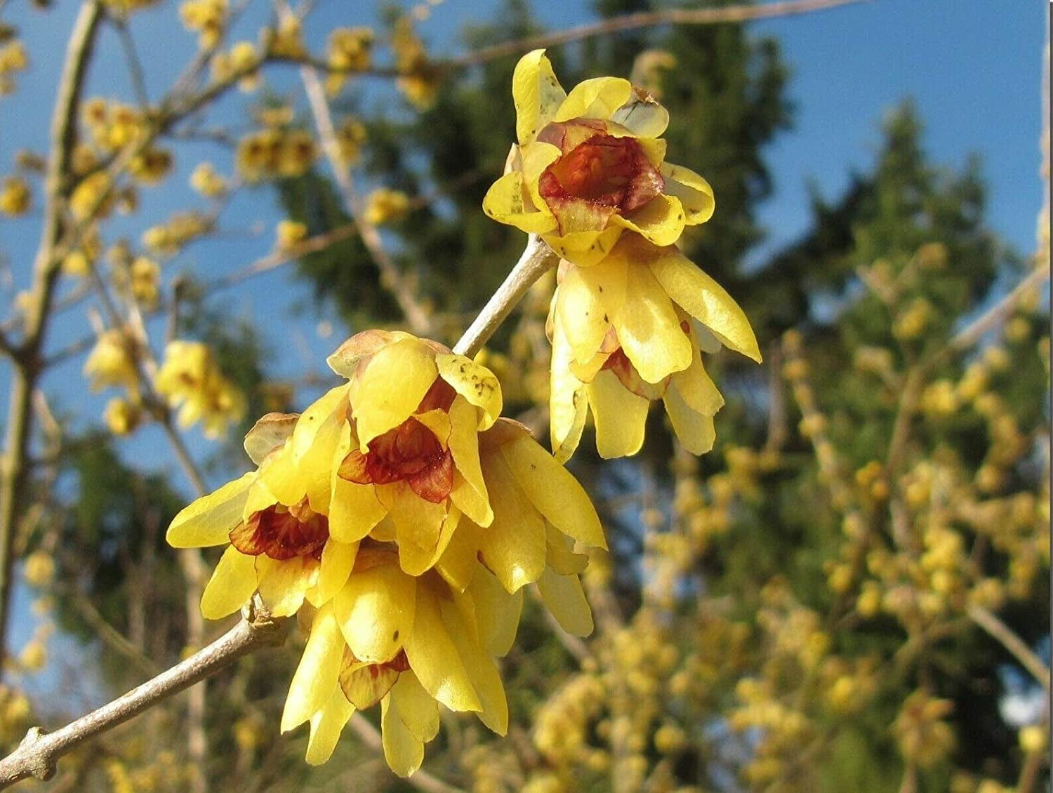 Red Chimonanthus Seeds for Planting