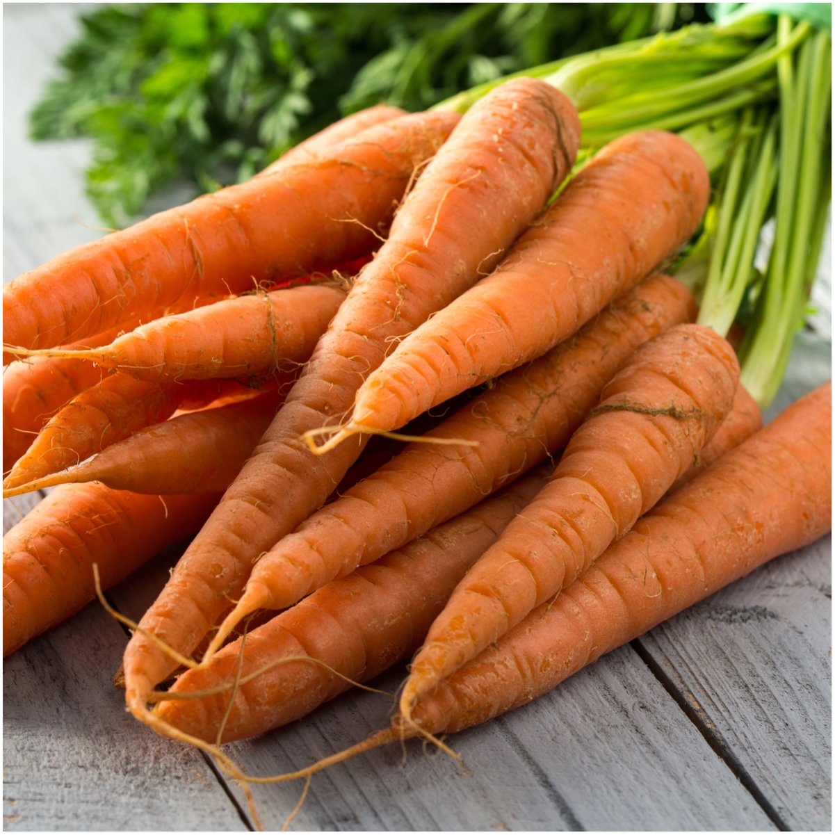 Carrot Daucus carota for planting in vegetable patch