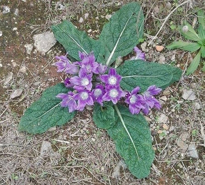 Mandragora Flower Seeds – Heirloom, Non-GMO Rare Garden Seeds for Planting Unique Blooms
