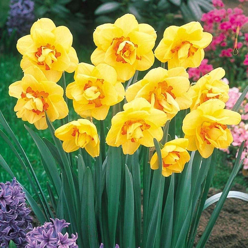 Daffodil Narcissus Pseudonarcissus Flower Seeds for Planting in Home Garden and Spring Borders