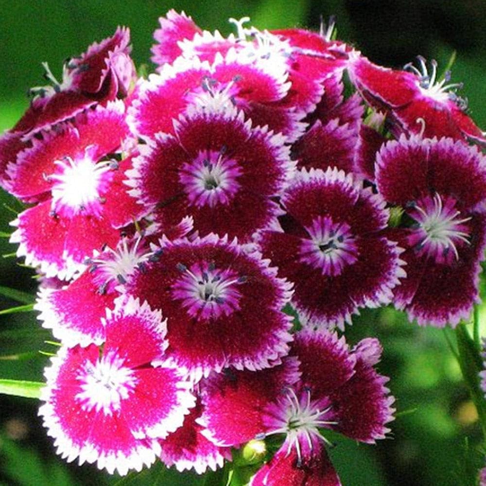 Organic Red William Flower Seeds for Planting – Heirloom, Non-GMO