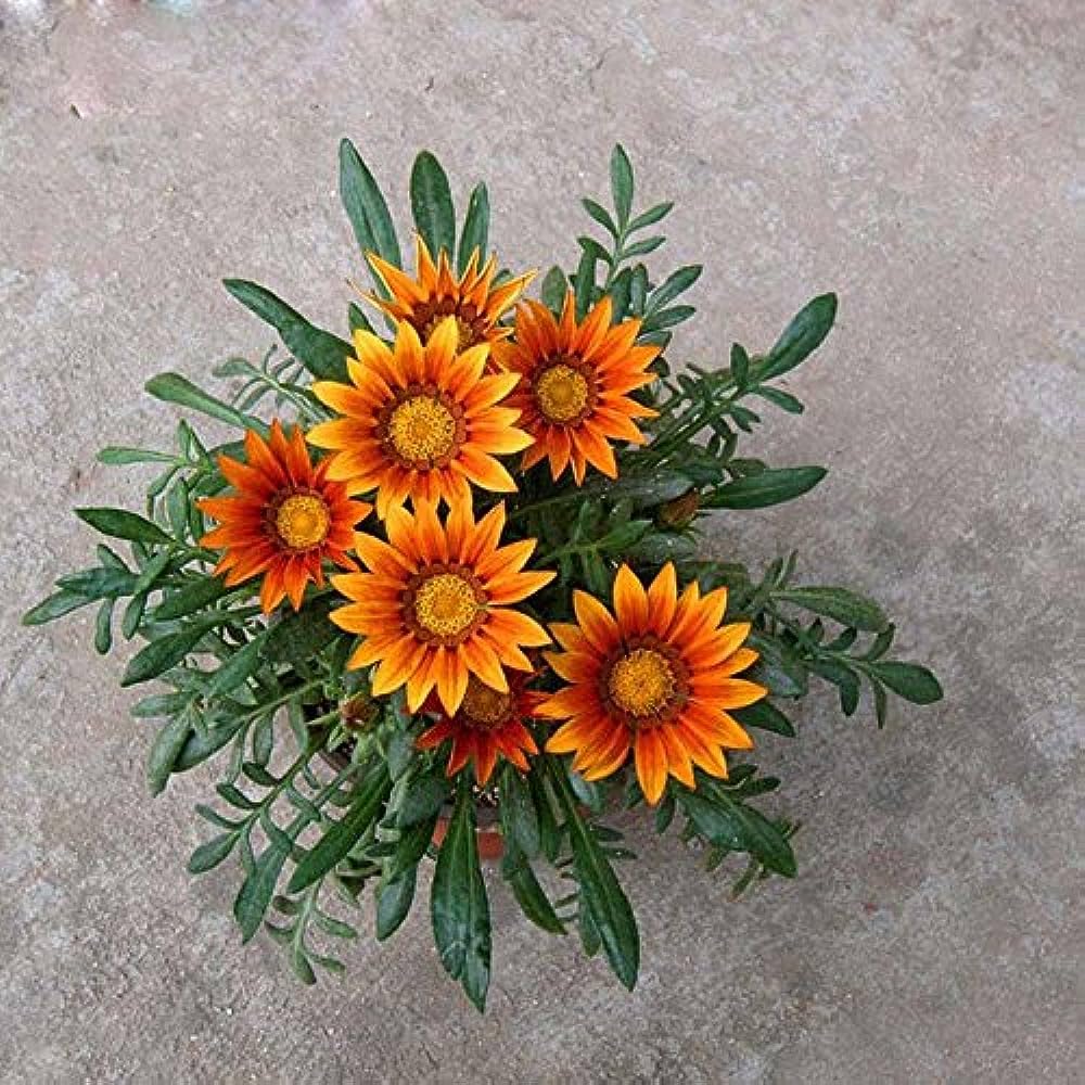 Gazania Mixed Colors – Gazania rigens – for planting in flower garden