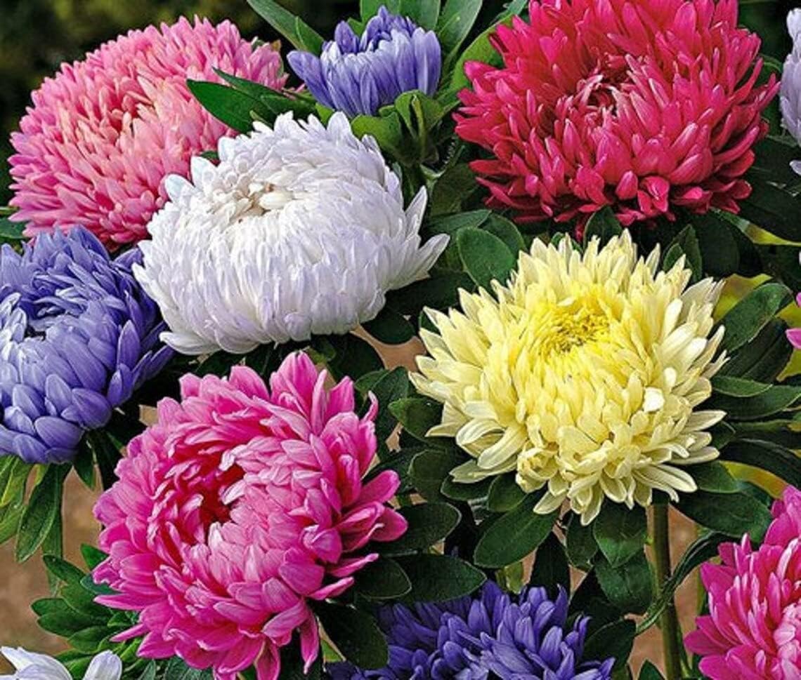 Aster Seeds (Peony Duchess) - Mix