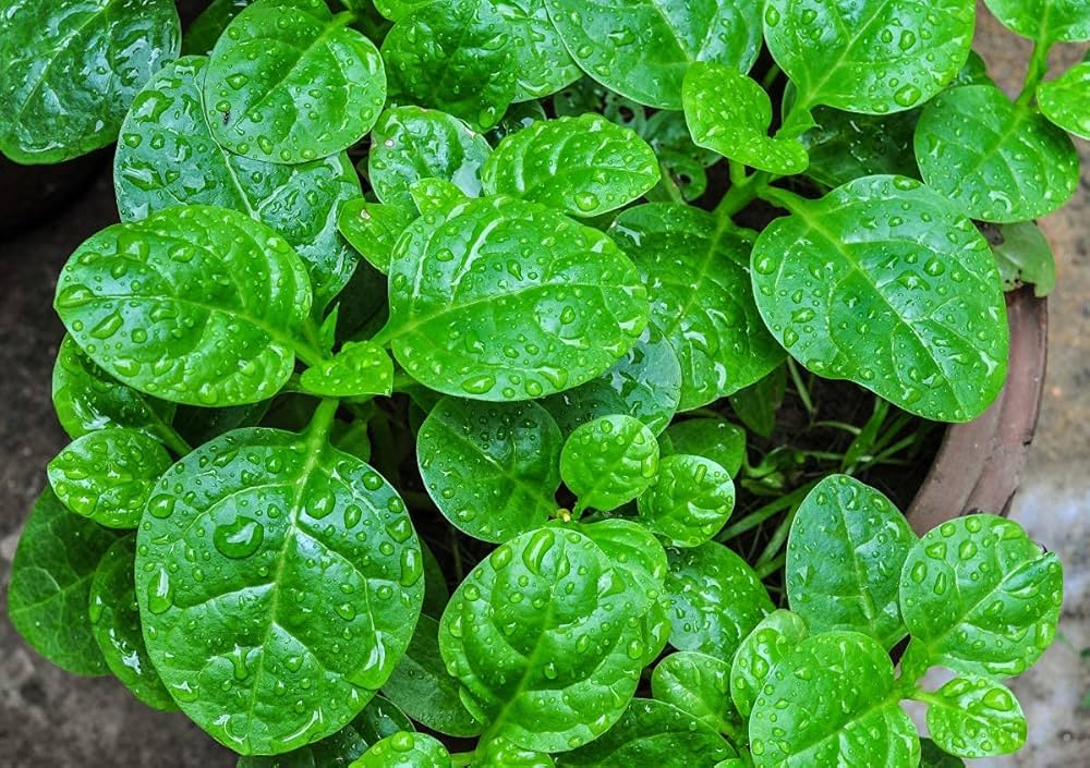 Malabar spinach Basella alba vegetable seeds for planting in vertical gardens