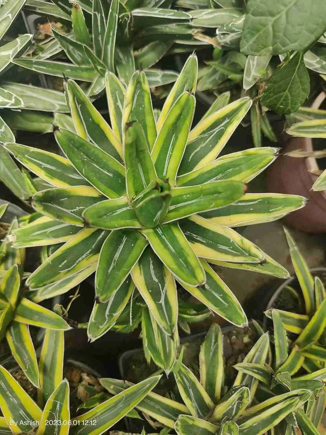 Green Victoria Agave Plant Seeds for Planting
