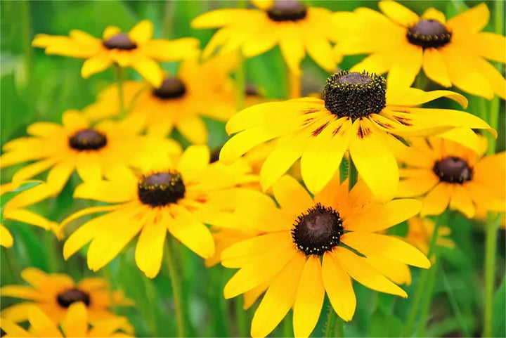 Yellow Rudbeckia Triloba Flower Seeds for Planting 100