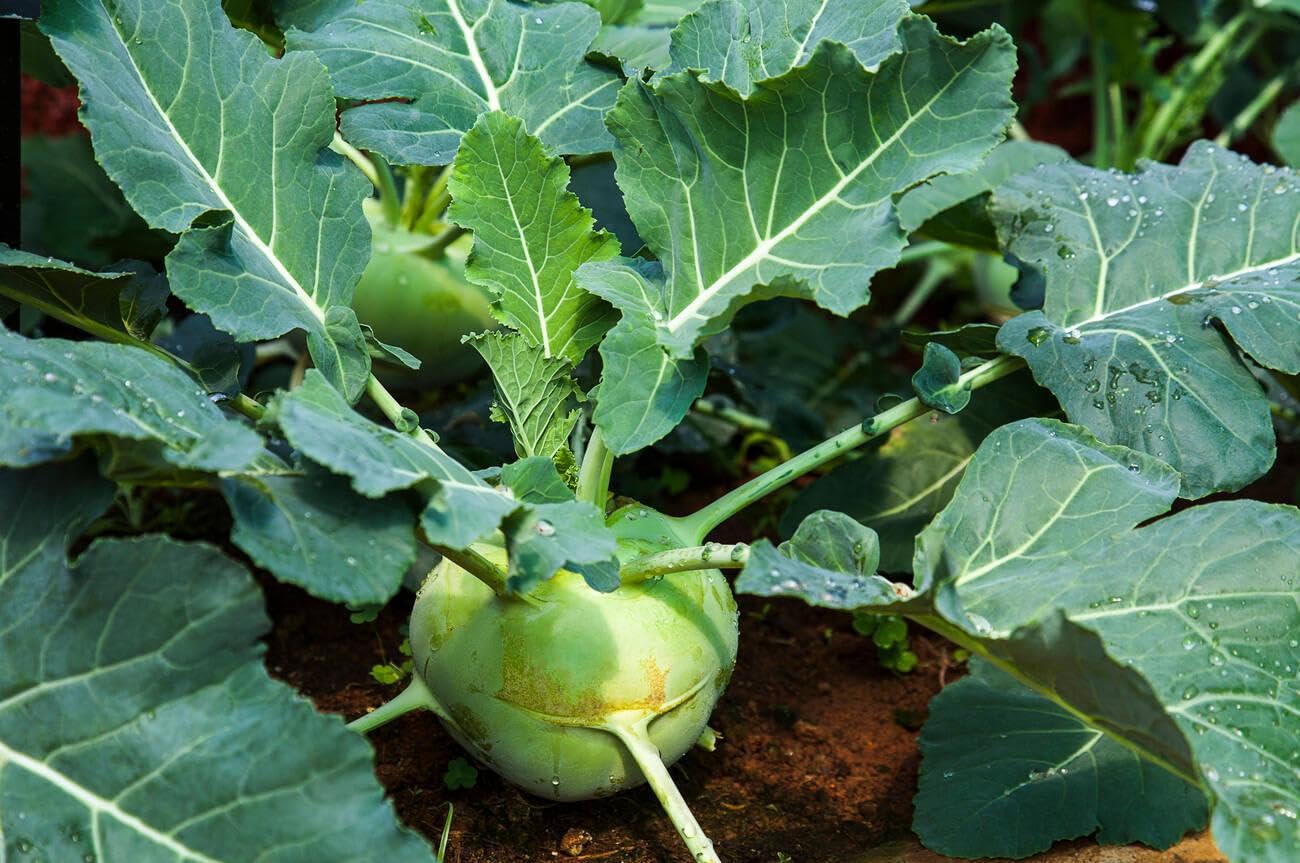 Kohlrabi Vienna White Seeds pcs Easy to Grow