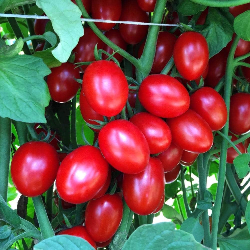 Tomato Solanum Lycopersicum Cherry Vegetable Seeds for Planting – Vegetable Seeds for Kitchen Garden and Patio Growing