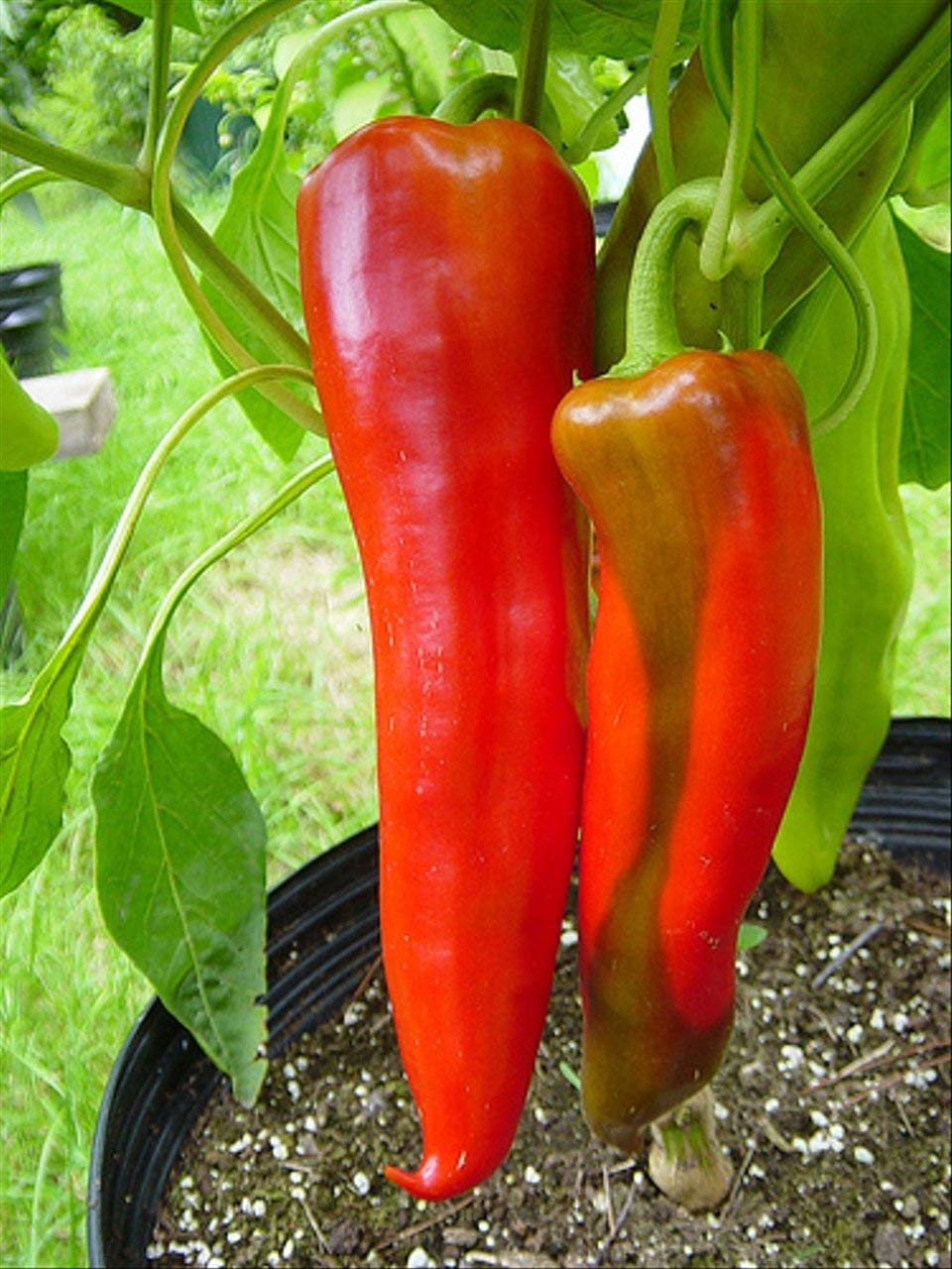 Pepper Capsicum Annuum Giant Aconcagua Vegetable Seeds for Planting – Great for Kitchen Garden and Sweet Harvest