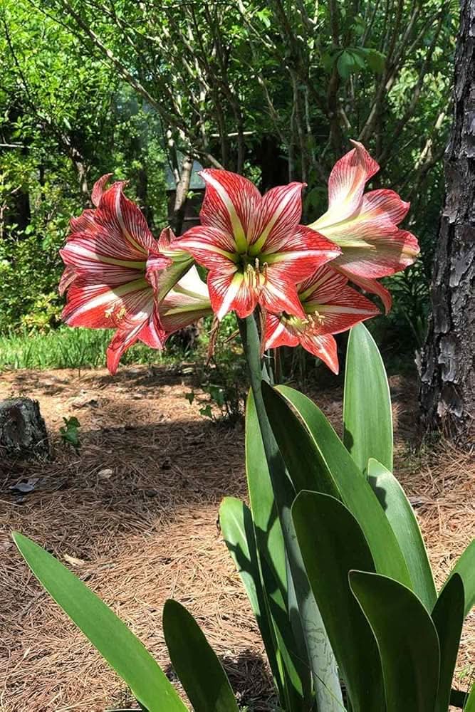 Amaryllis Hippeastrum spp. flower seeds for planting in indoor pots and balcony gardening