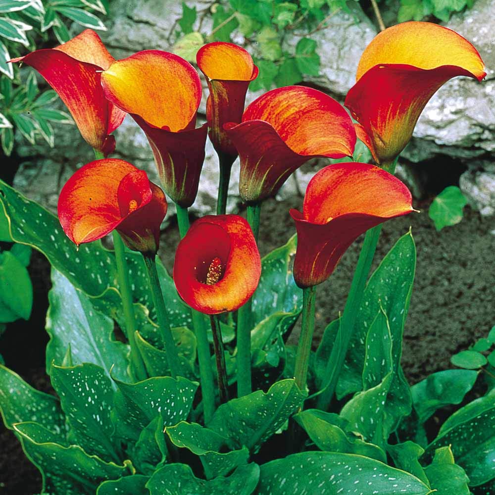 Calla Lily Bulbs - Flame