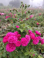 Rosa rose bonsai tree seeds for flower garden and DIY projects