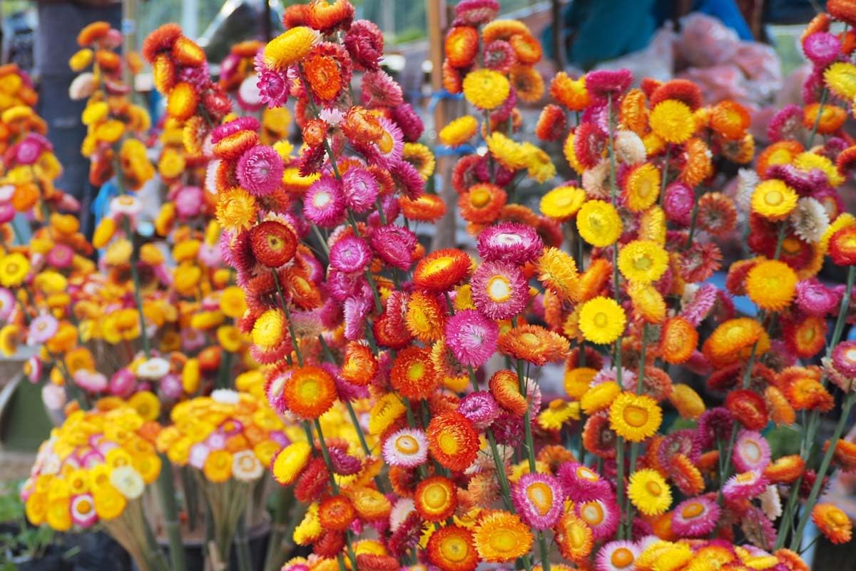 Straw Flower Seeds for Planting, Heirloom, Non-GMO, 100