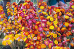 Straw Flower Seeds for Planting, Heirloom, Non-GMO, 100 for planting in home garden