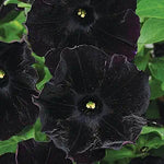  deep black, velvety petunia flowers in full bloom

