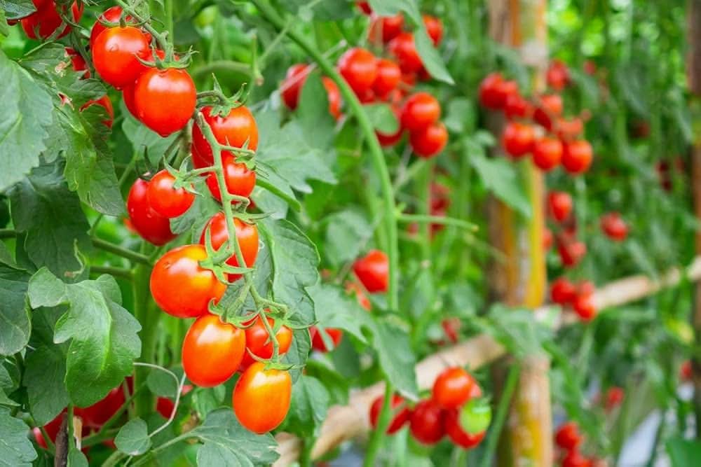 Tree Tomato Climbing Variety Red Fruit Seeds