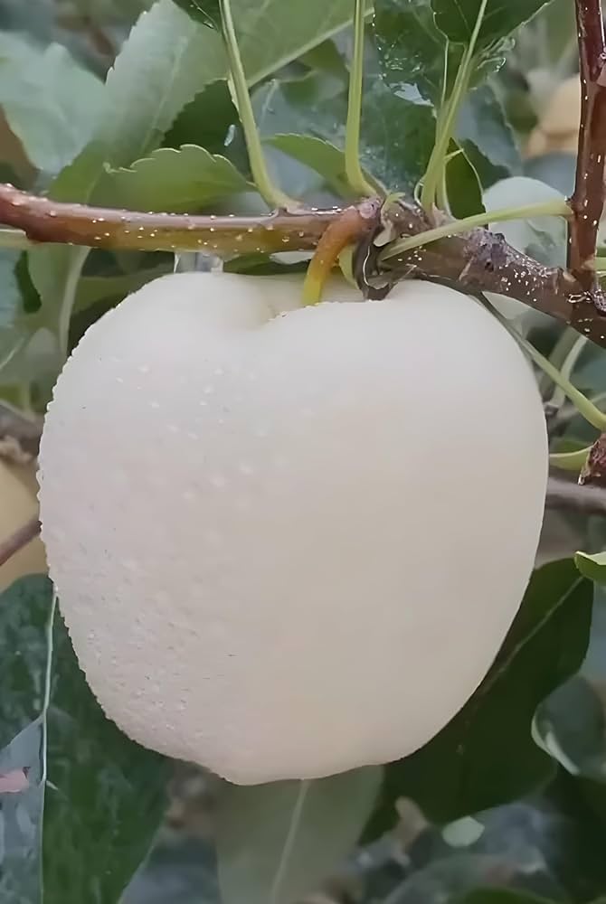 Apple Tree (Malus domestica) seeds for planting in home garden