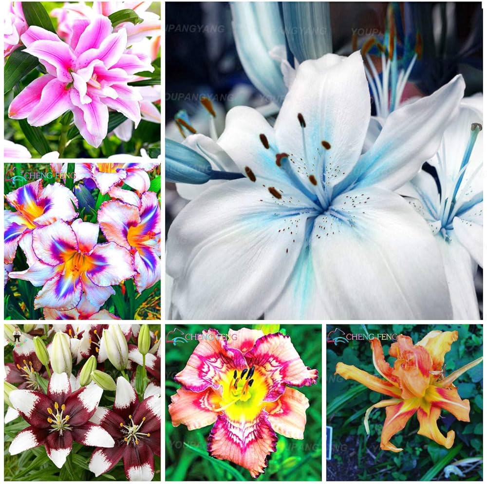 Rare Lily Seeds, Bonsai Lily with Pleasant Fragrance for Home Garden